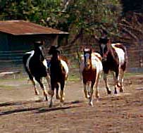 Buffalo Woman with Crazy Horse, Nani, Summer